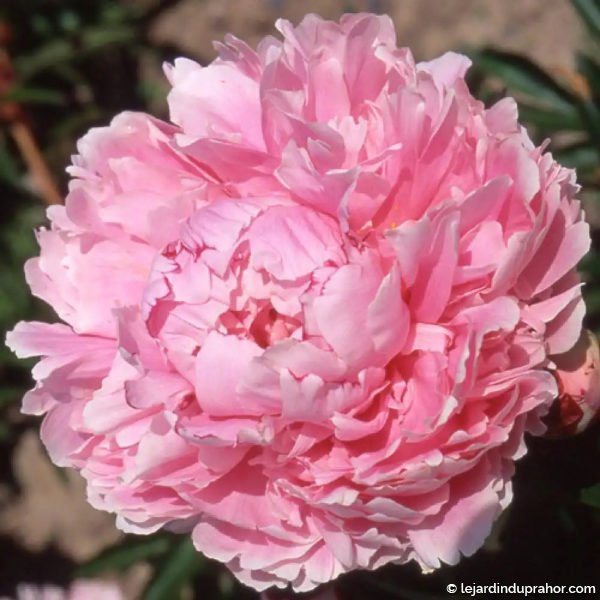 pivoine-sarah-bernardt