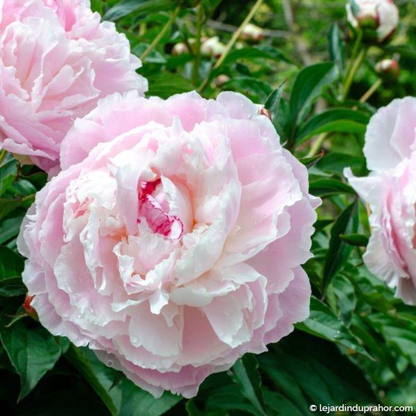 Beautiful chinese peiny – Paeonia lactiflora « Shirley Temple ».