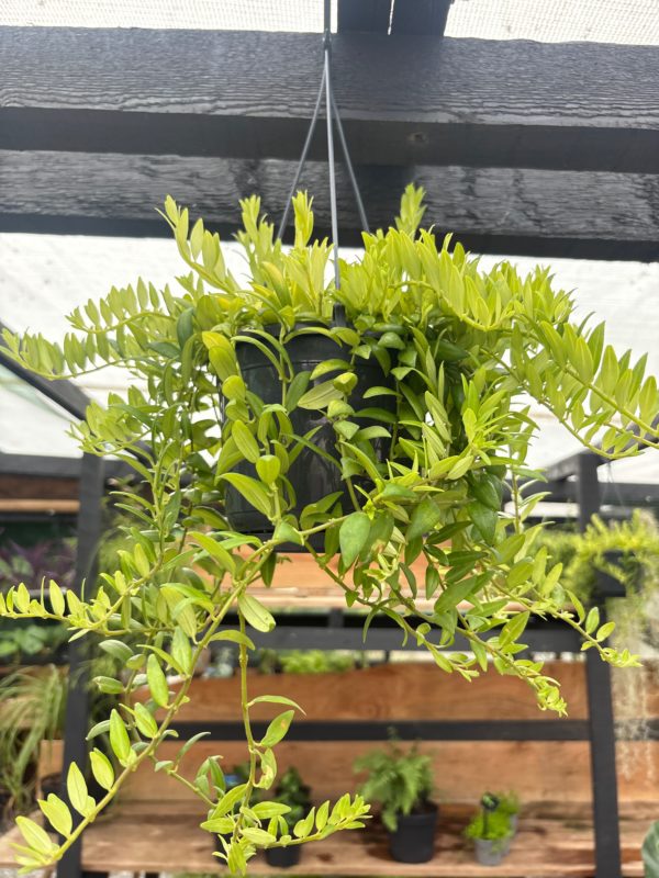 Aeshynanthus Mona Lisa