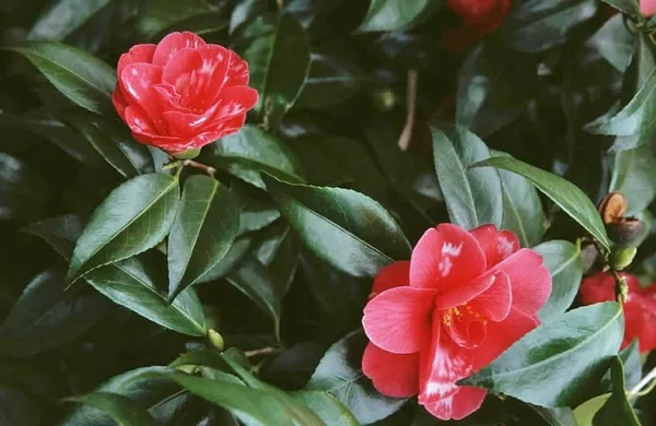 camelia japonica