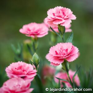 Dianthus Plumarius Doris Rose
