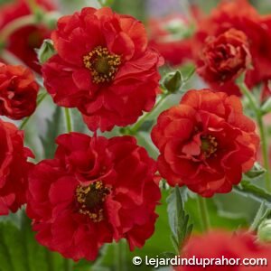 Geum Firestater