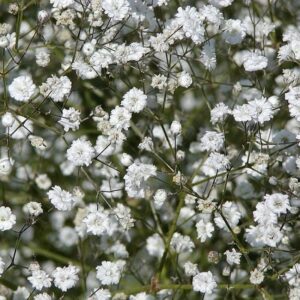 Gypsophile paniculata Fleur Blanche