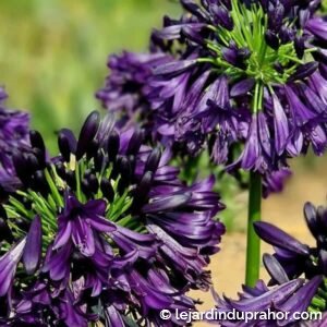 Agapanthe Black Magic