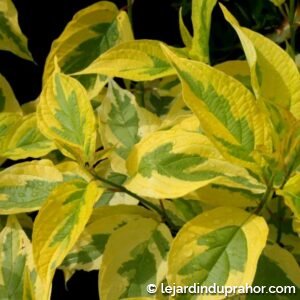 Cornus Alba Gouchaultii