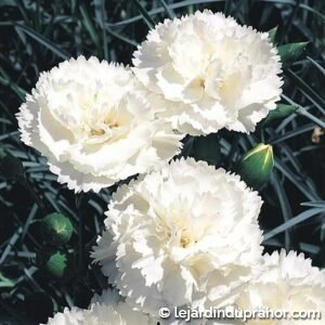 Dianthus plumarius haytor white