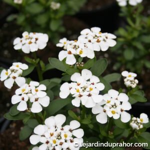 Iberis sempervirens masterpiece