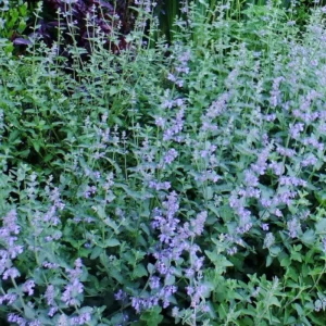 Nepeta Faassenii "six hill giant"