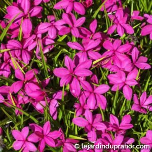 Rhodohypoxis