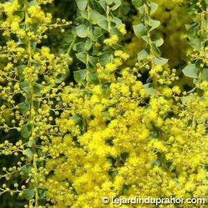 Acacia Pravissima