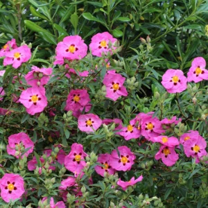 Ciste Purpureus