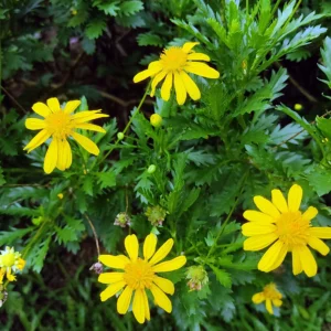 Euryops Pectinatus