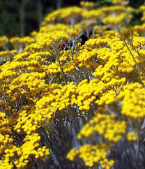 Helichrysum italicum