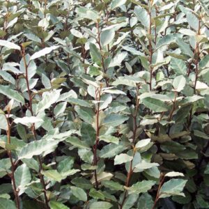Eleagnus